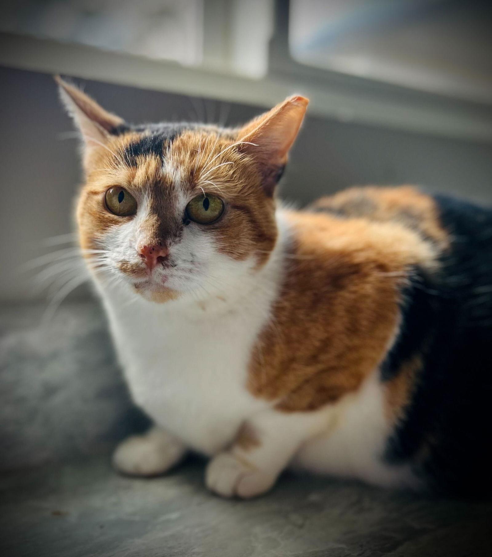 Tetra Aug 25, a Adoptable Torbie in Pacolet, SC image 2/3