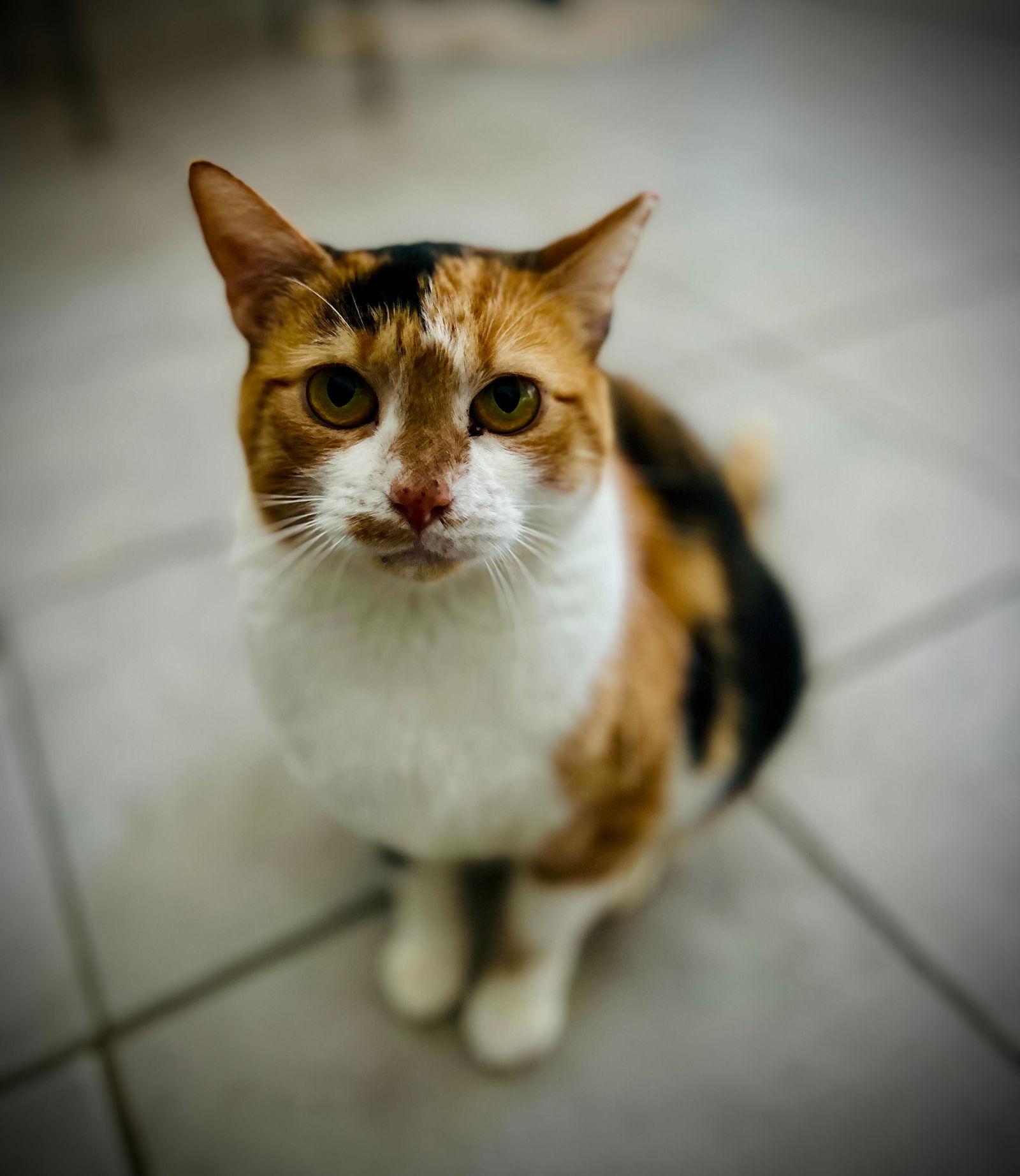 Enlarge Tetra Aug 25, a Adoptable Torbie in Pacolet, SC image 3/3