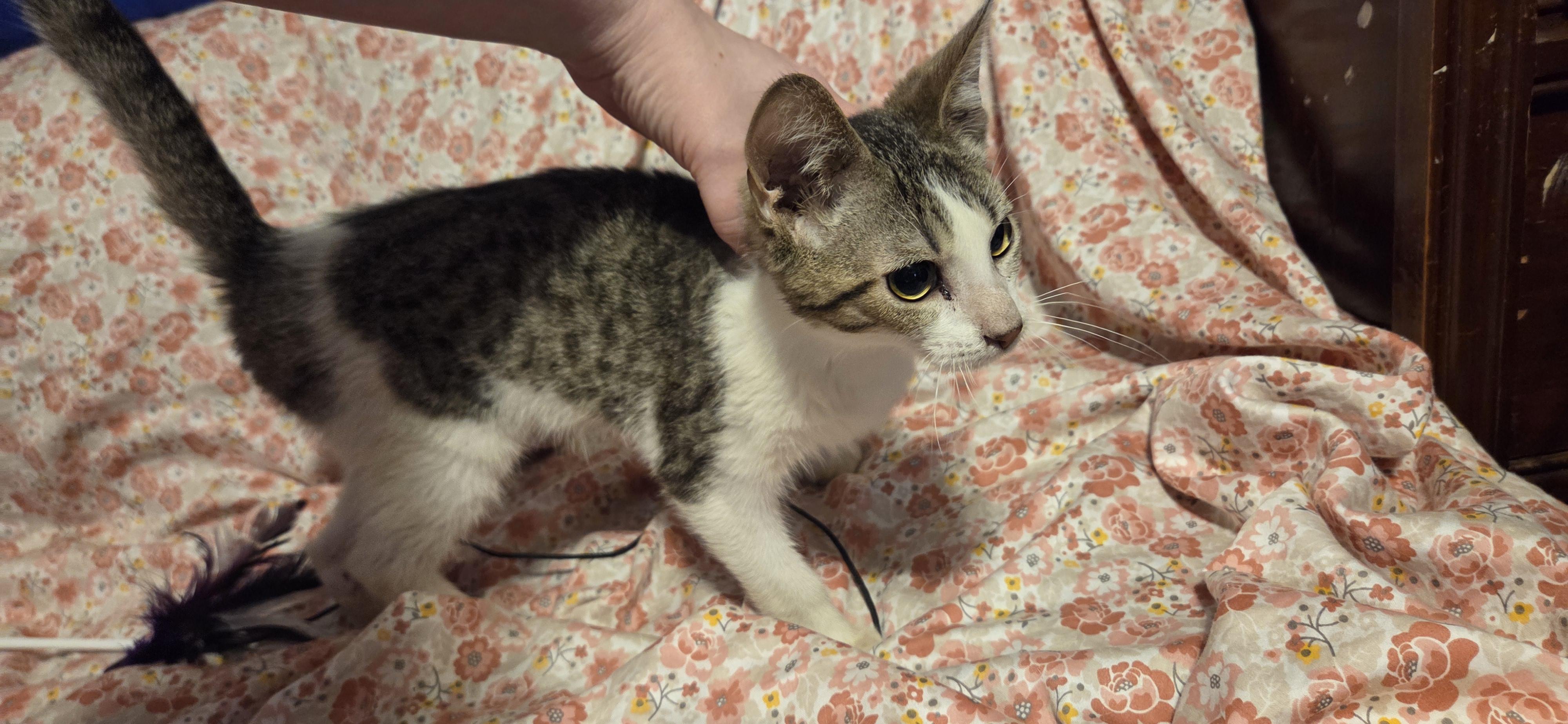 Enlarge Hanzo, an adoptable mixed breed in Evansville, IN image 2/2