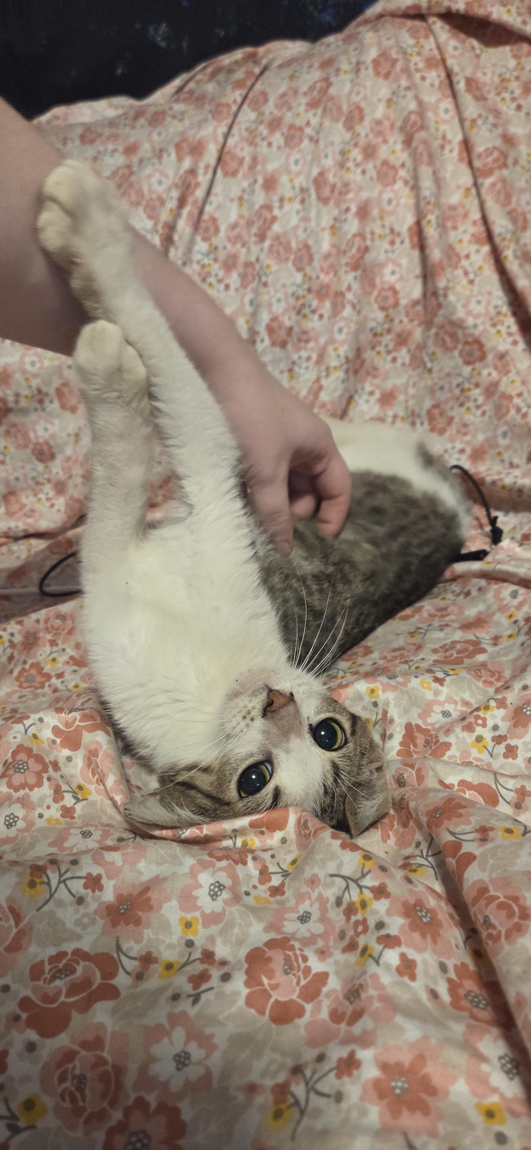 Hanzo, adoptable, Young Male Domestic Short Hair.