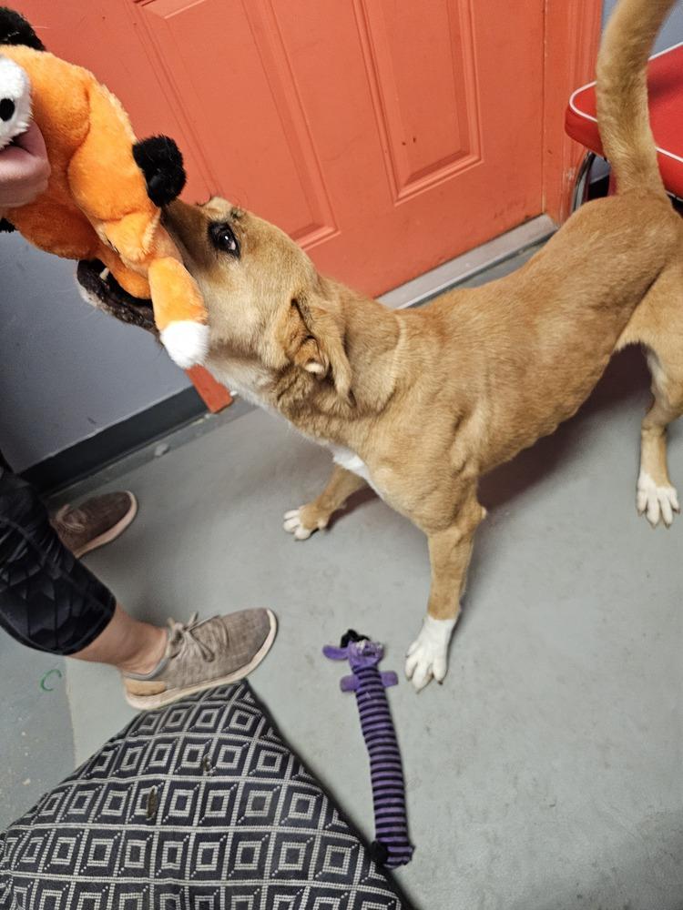 Luti, Adoptable, Adult Female Redbone Coonhound.