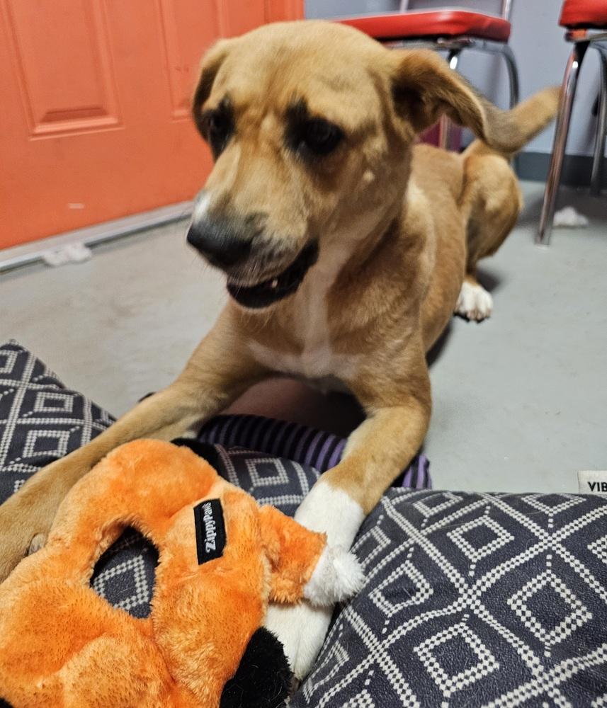 Enlarge Luti, a Adoptable mixed breed in Crescent City, FL image 2/6