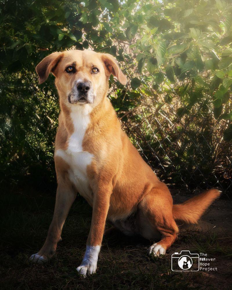 Enlarge Luti, a Adoptable mixed breed in Crescent City, FL image 3/6
