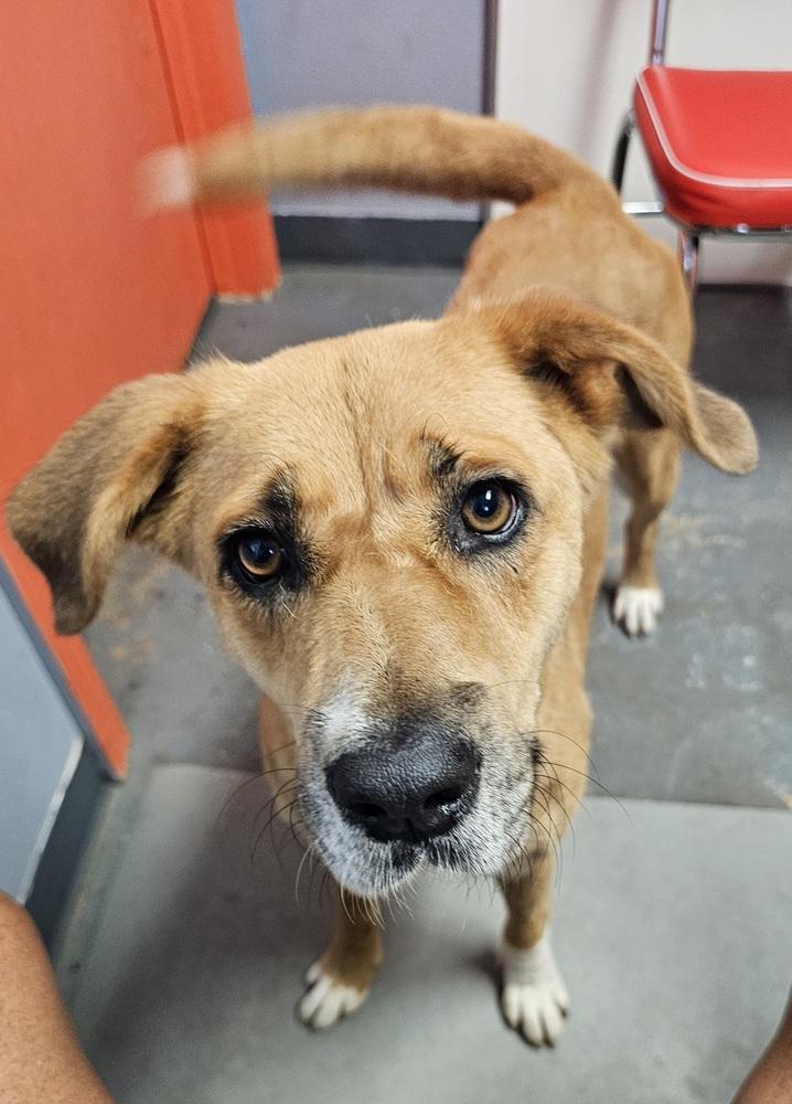 Enlarge Luti, a Adoptable mixed breed in Crescent City, FL image 5/6