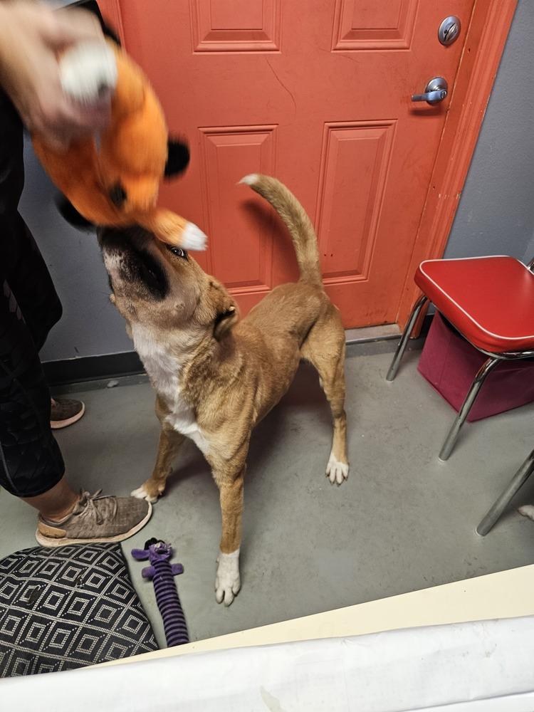 Enlarge Luti, a Adoptable mixed breed in Crescent City, FL image 6/6