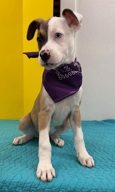 Peanut Butter Cookie, adopted, Puppy Female Hound & Mixed Breed.