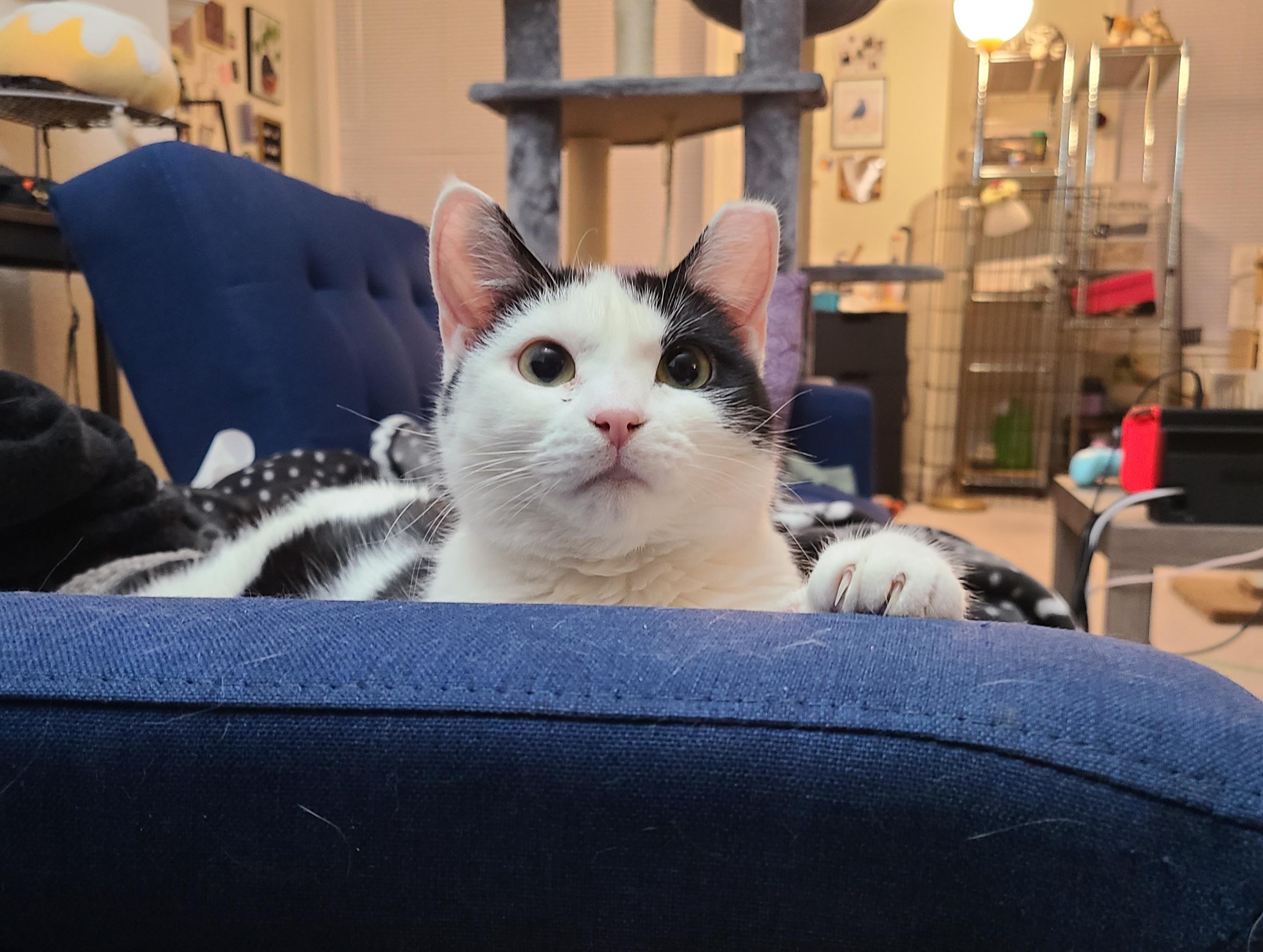 Enlarge Cici, a ADOPTABLE Domestic Short Hair in Milwaukee, WI image 4/6