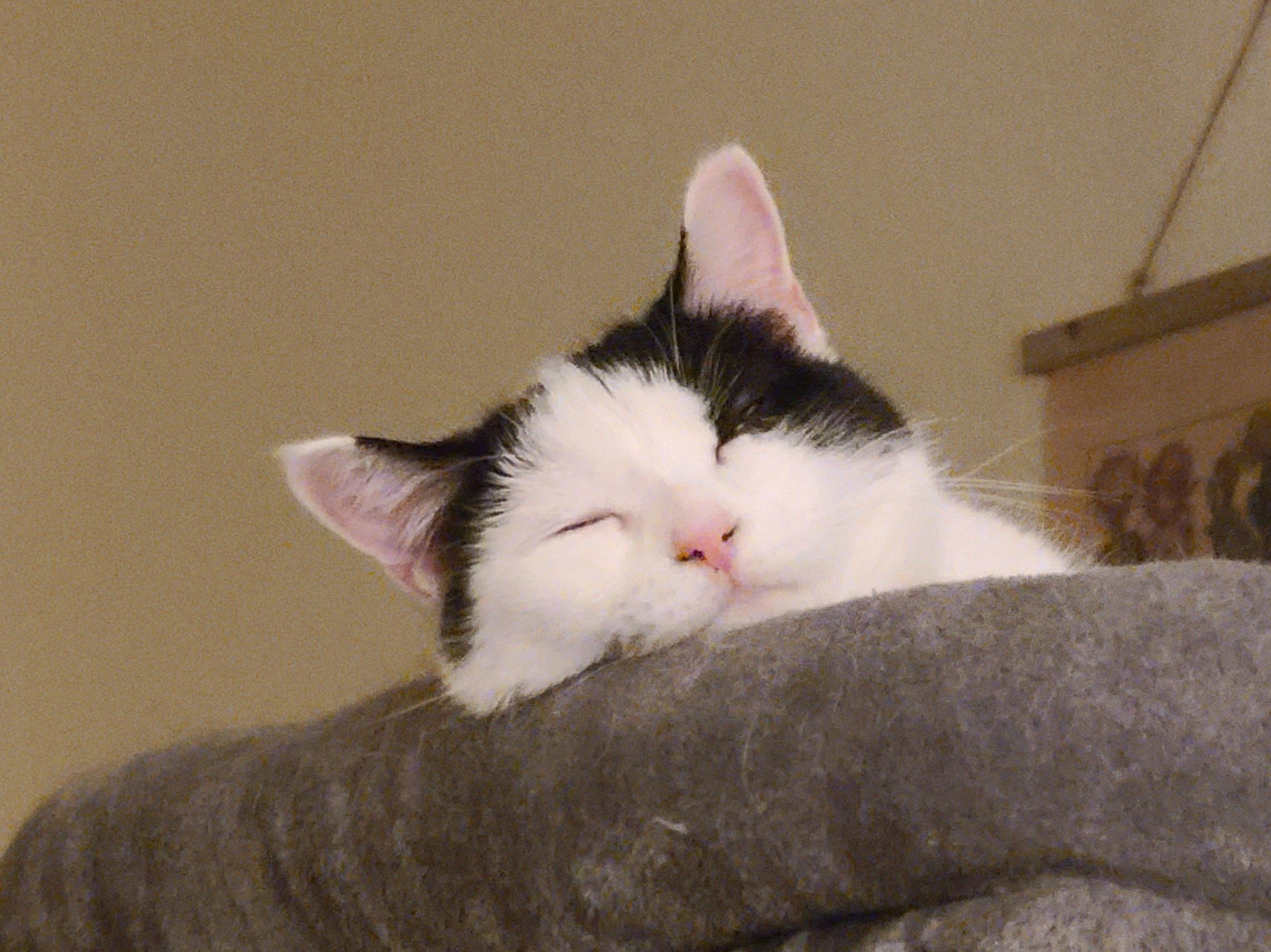 Enlarge Cici, a ADOPTABLE Domestic Short Hair in Milwaukee, WI image 5/6