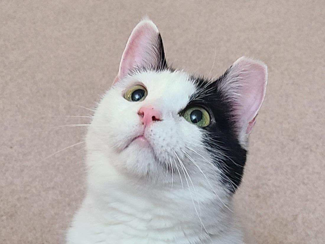 Enlarge Cici, a ADOPTABLE Domestic Short Hair in Milwaukee, WI image 3/6