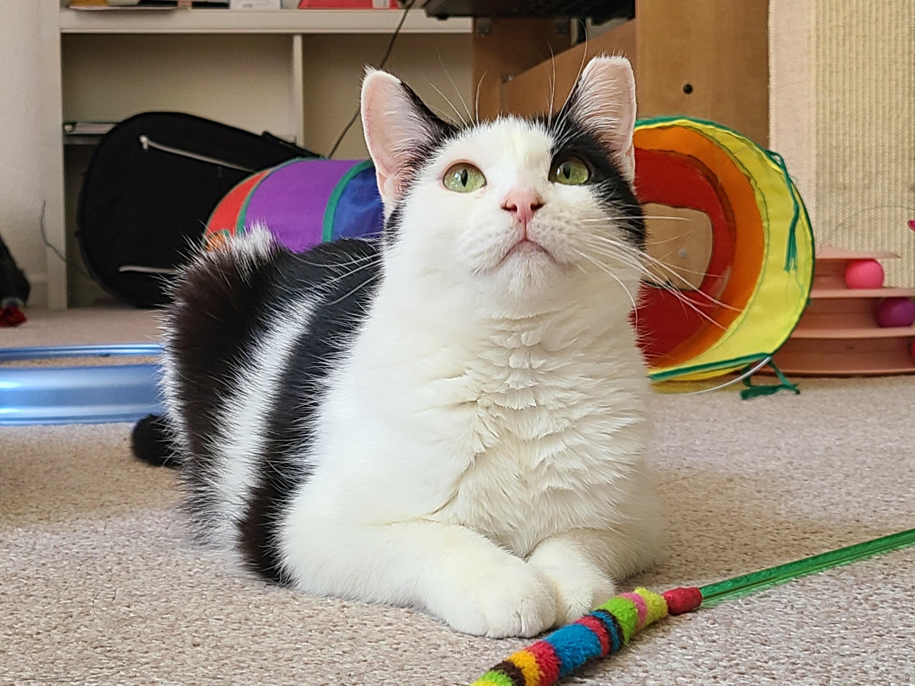 Enlarge Cici, a ADOPTABLE Domestic Short Hair in Milwaukee, WI image 1/6