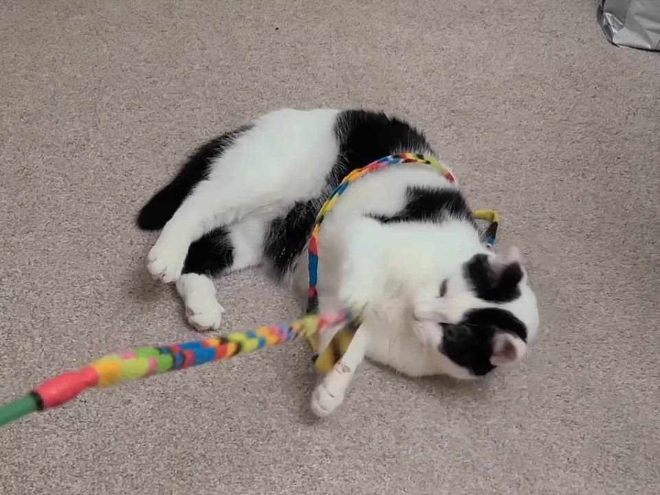 Enlarge Cici, a ADOPTABLE Domestic Short Hair in Milwaukee, WI video 6/6