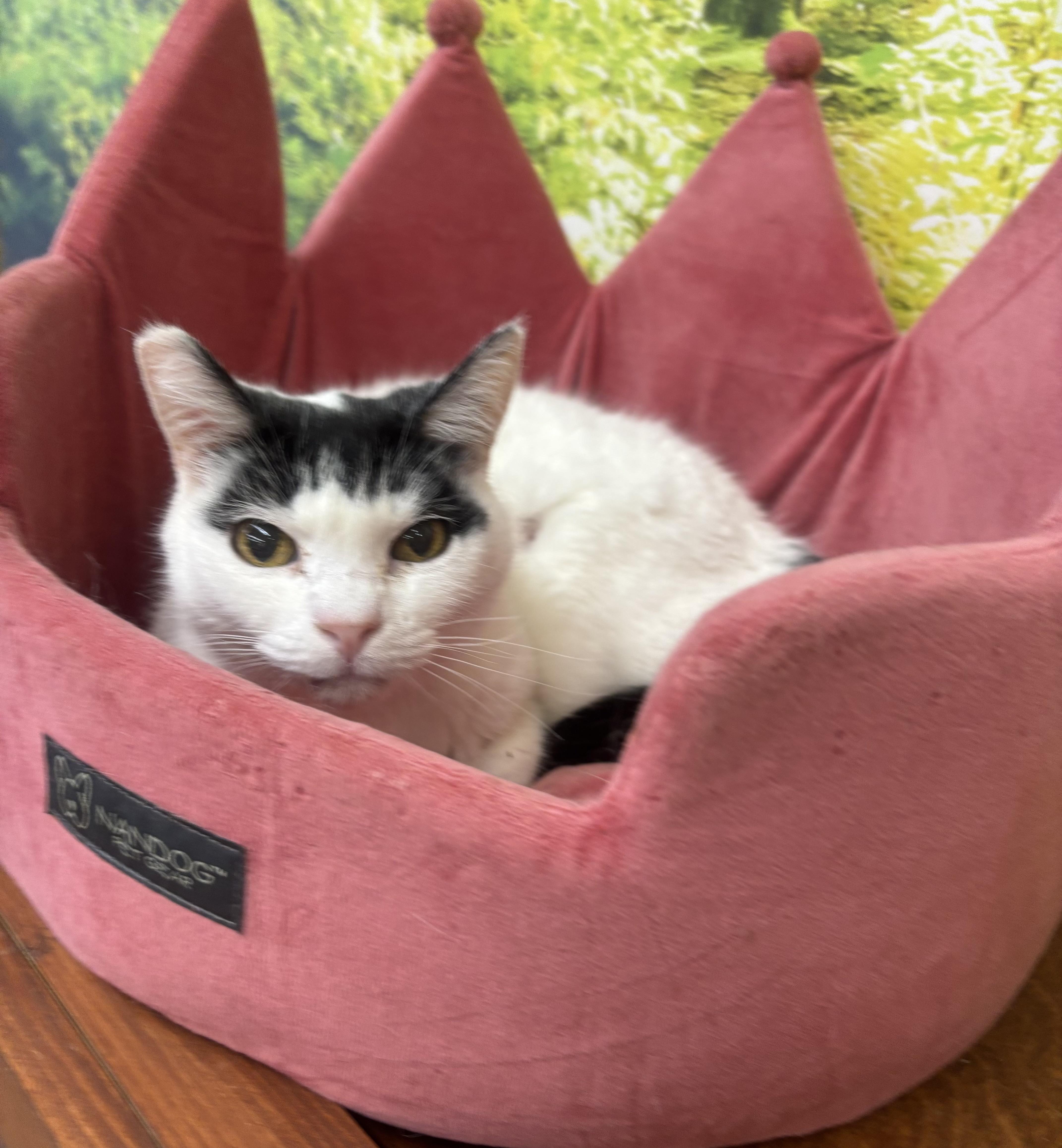 Enlarge Moe, a Adoptable Domestic Short Hair in Whittier, CA image 1/6