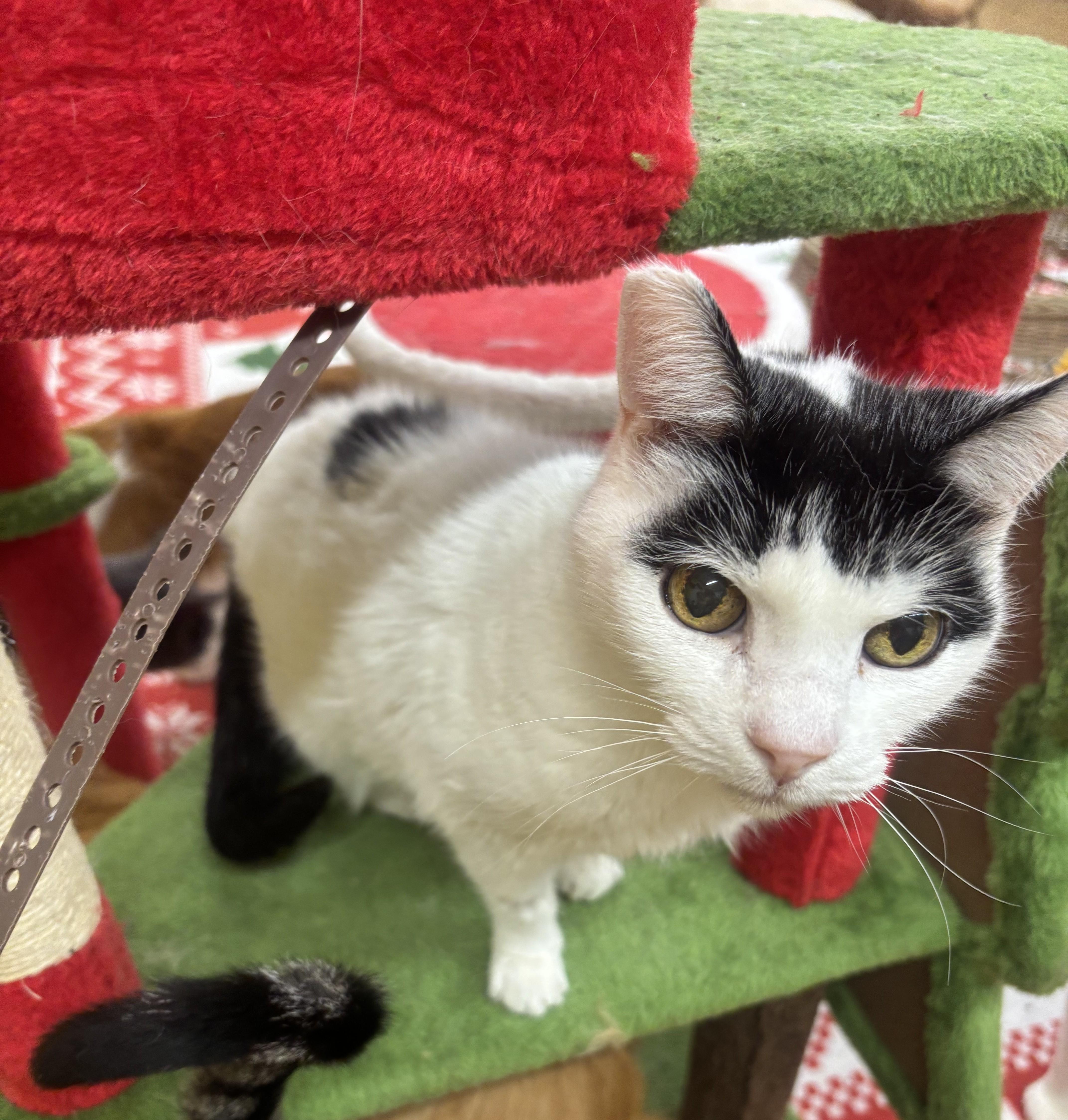 Enlarge Moe, a Adoptable Domestic Short Hair in Whittier, CA image 2/6