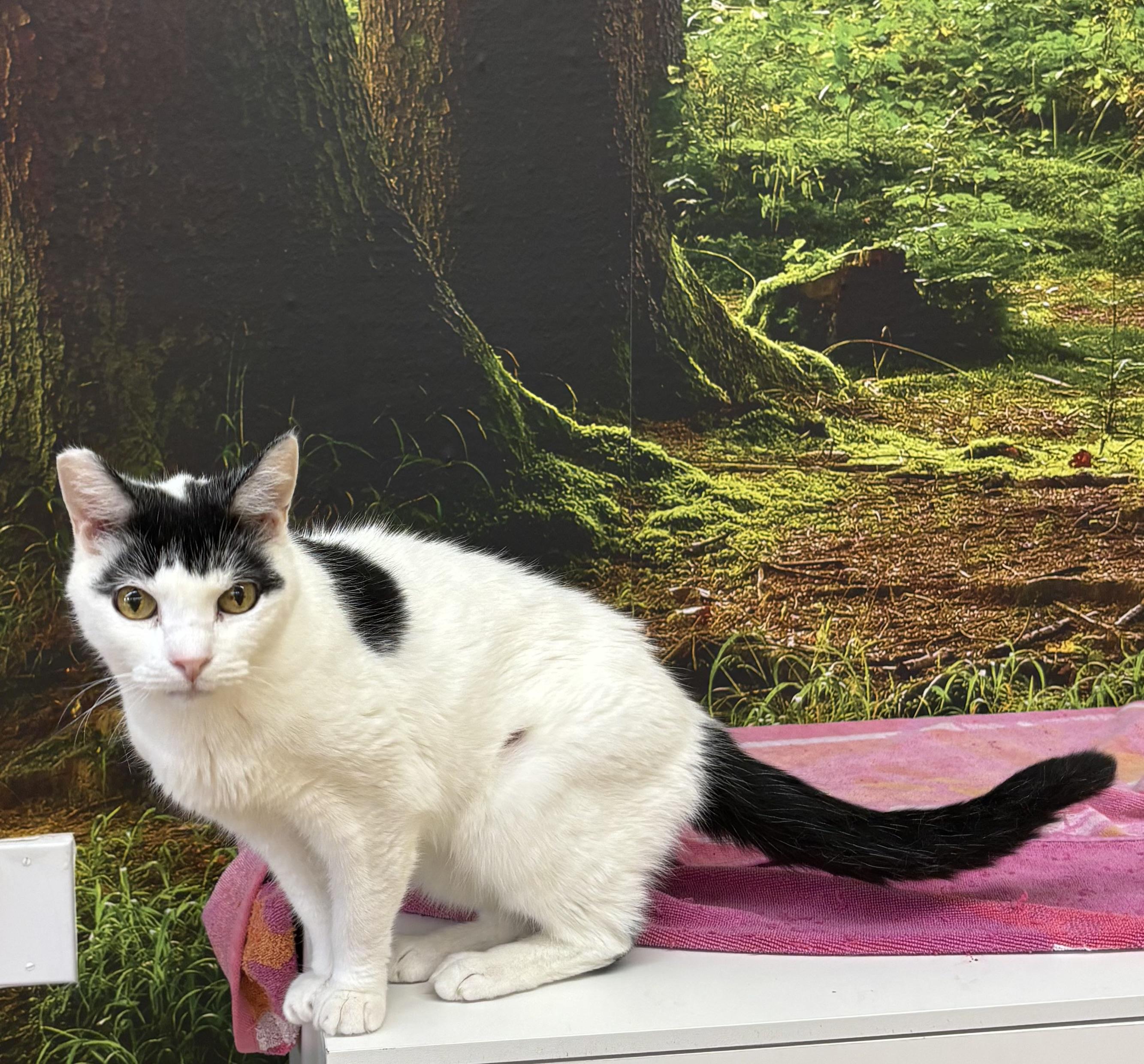 Enlarge Moe, a Adoptable Domestic Short Hair in Whittier, CA image 3/6