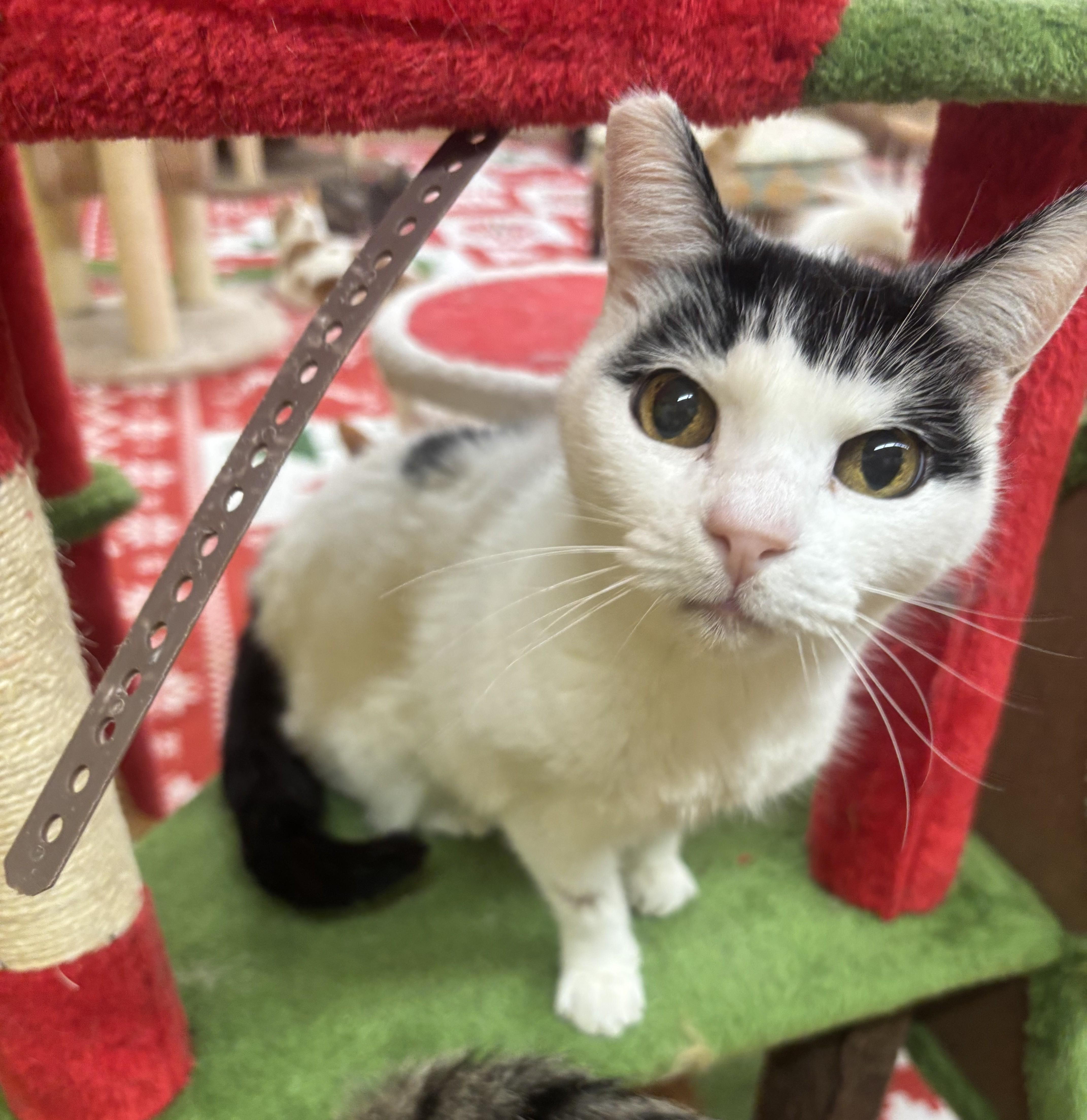 Enlarge Moe, a Adoptable Domestic Short Hair in Whittier, CA image 4/6