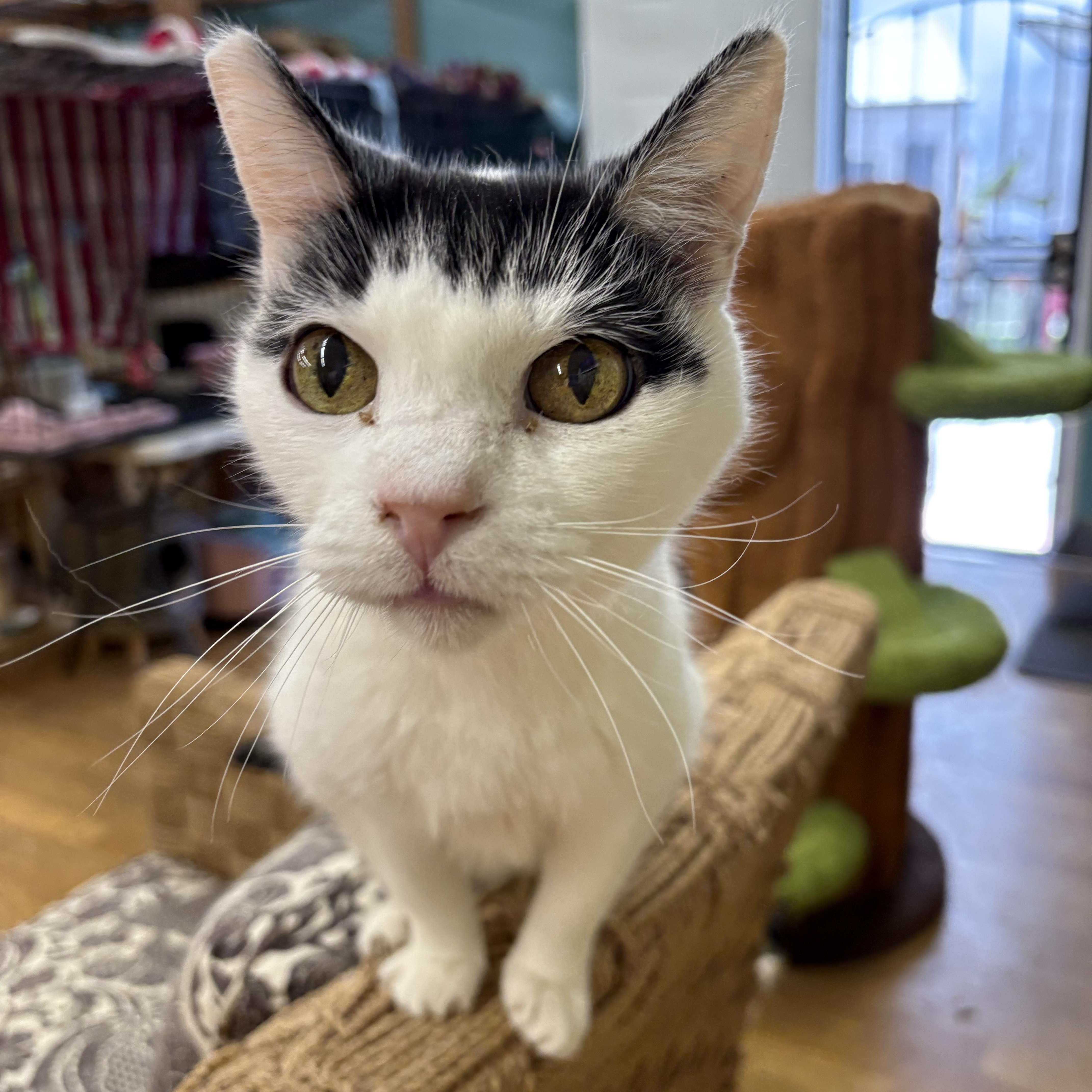 Enlarge Moe, a Adoptable Domestic Short Hair in Whittier, CA image 5/6