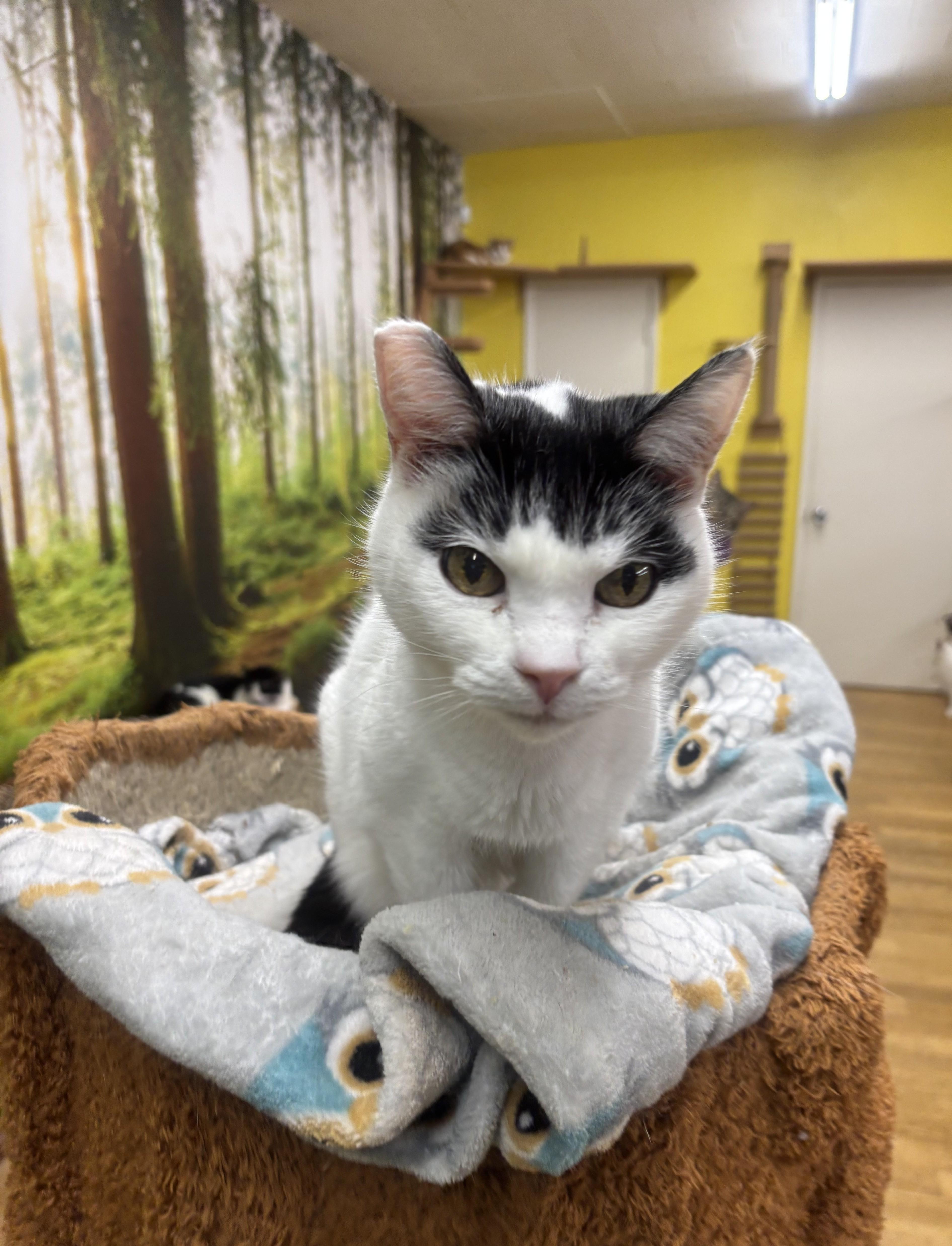 Moena, a Adoptable Domestic Short Hair in Whittier, CA image 1/6