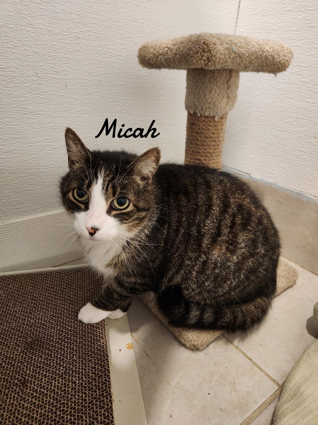 Micah, Adoptable, Adult Male Domestic Short Hair.