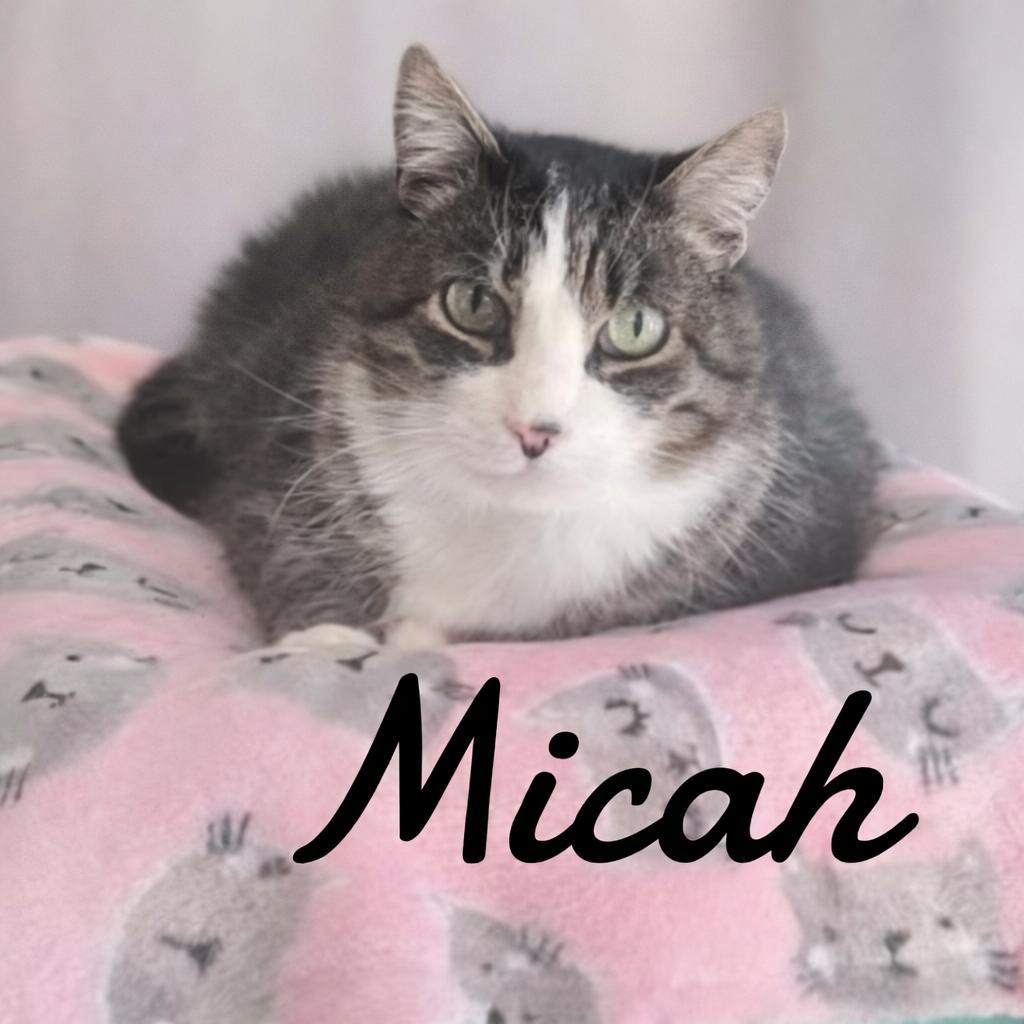 Micah, Adoptable, Adult Male Domestic Short Hair.