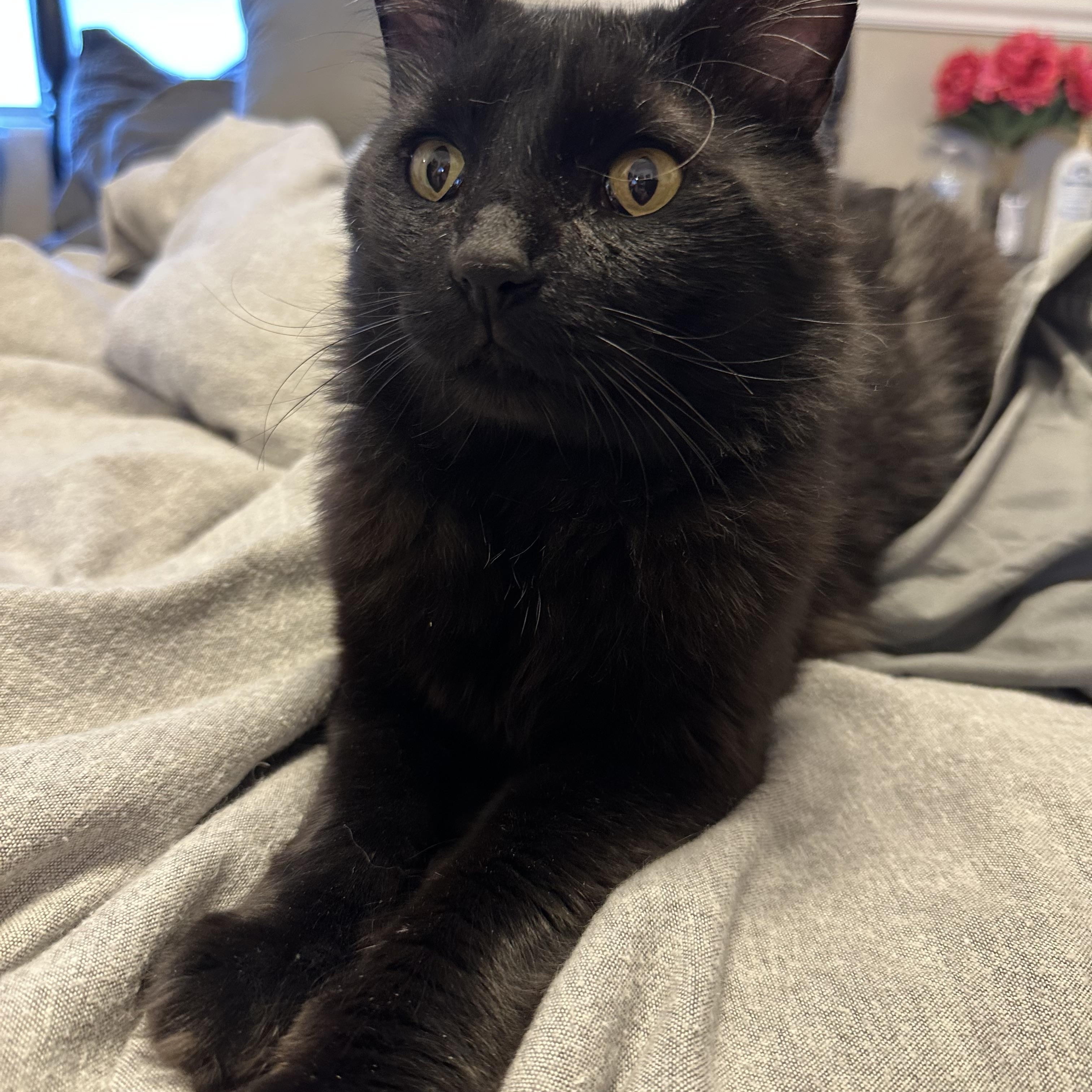 Simon, an adopted Domestic Medium Hair in Chandler, AZ image 4/6