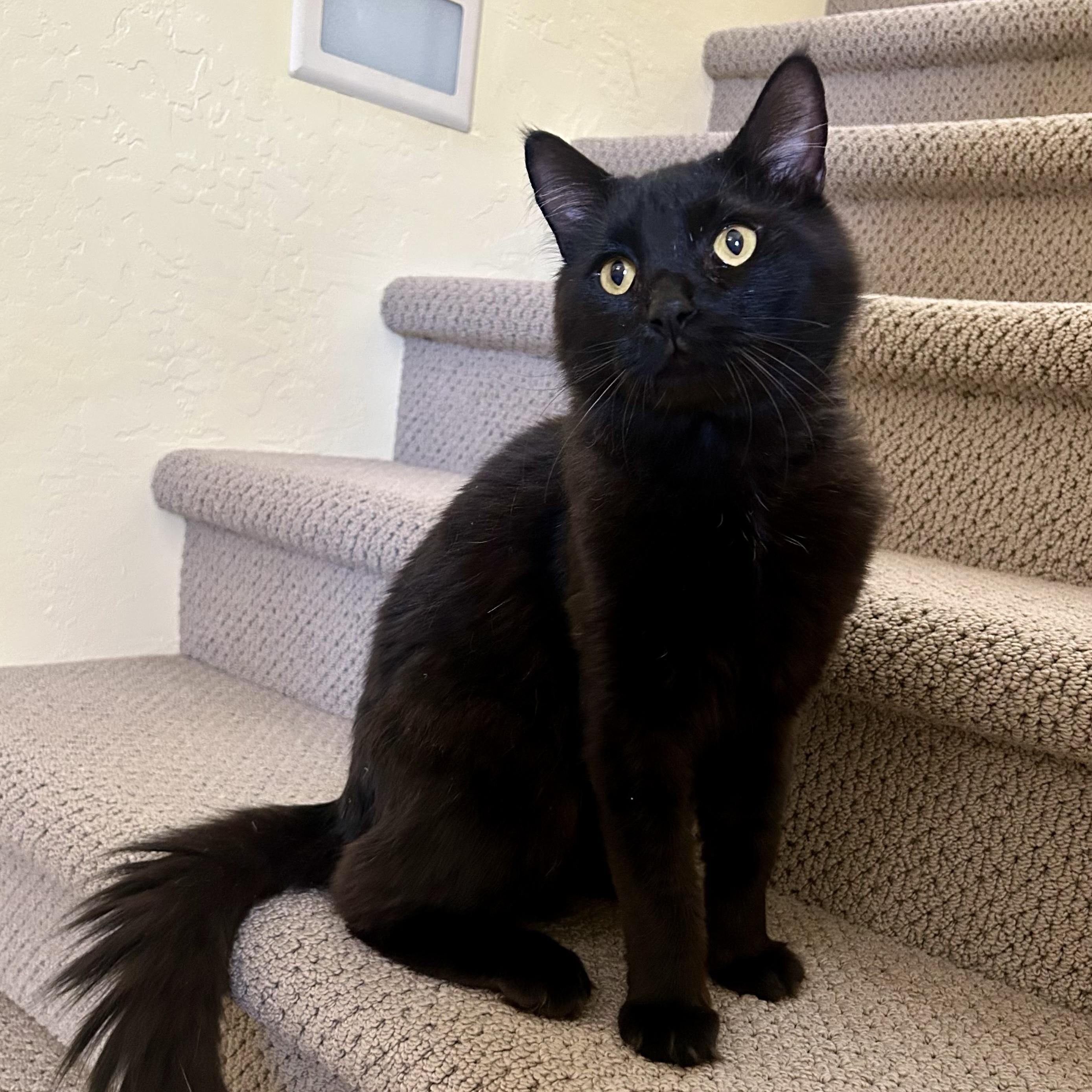Simon, an adopted Domestic Medium Hair in Chandler, AZ image 1/6