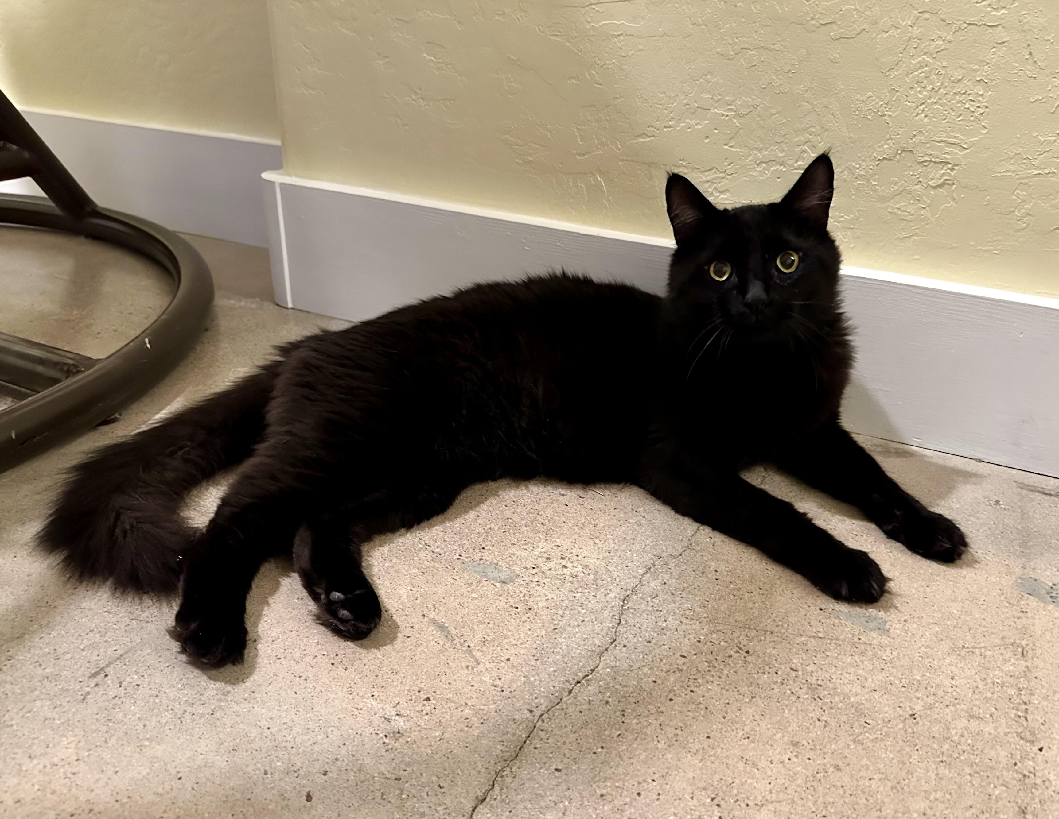 Simon, an adopted Domestic Medium Hair in Chandler, AZ image 6/6