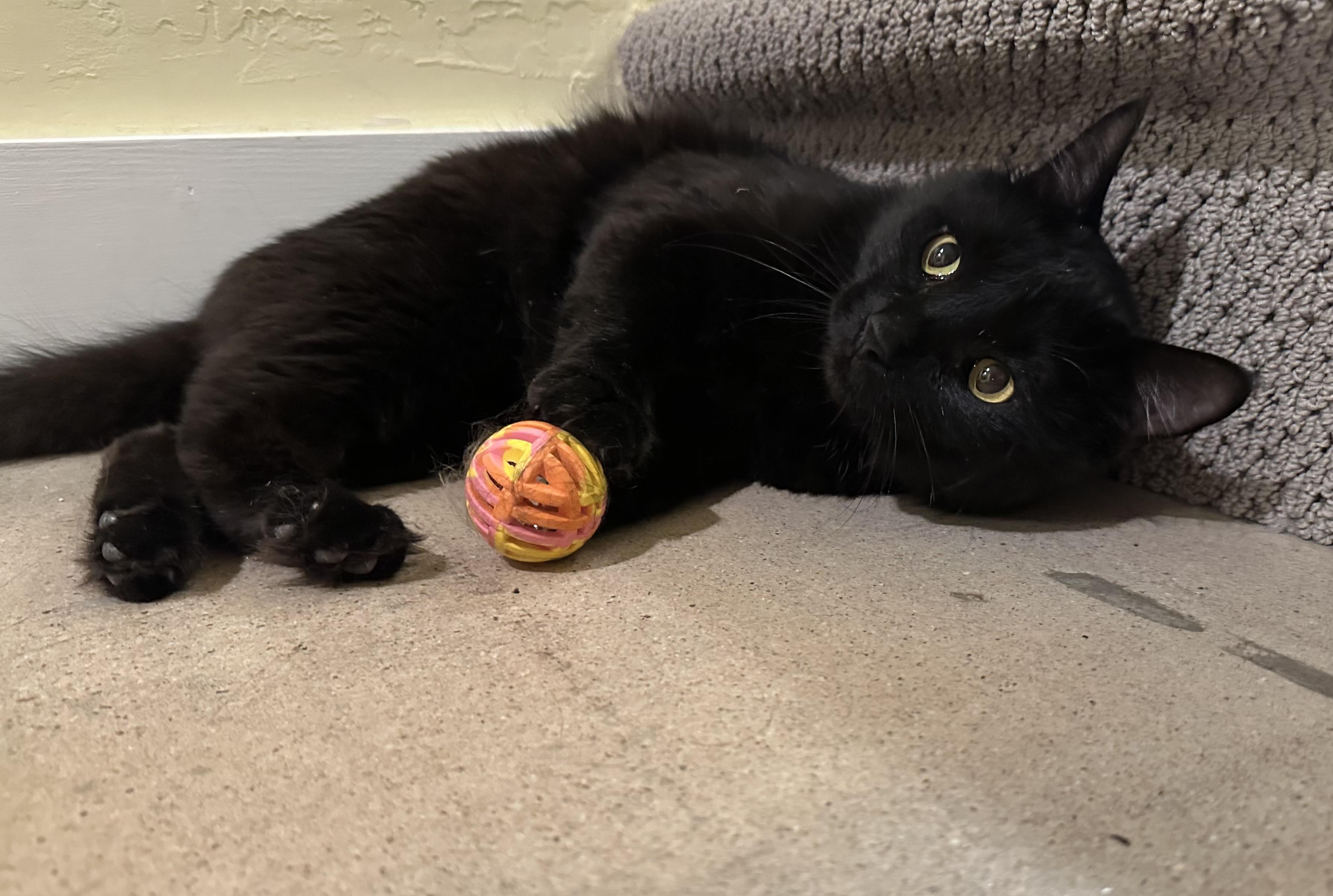 Simon, an adopted Domestic Medium Hair in Chandler, AZ image 2/6