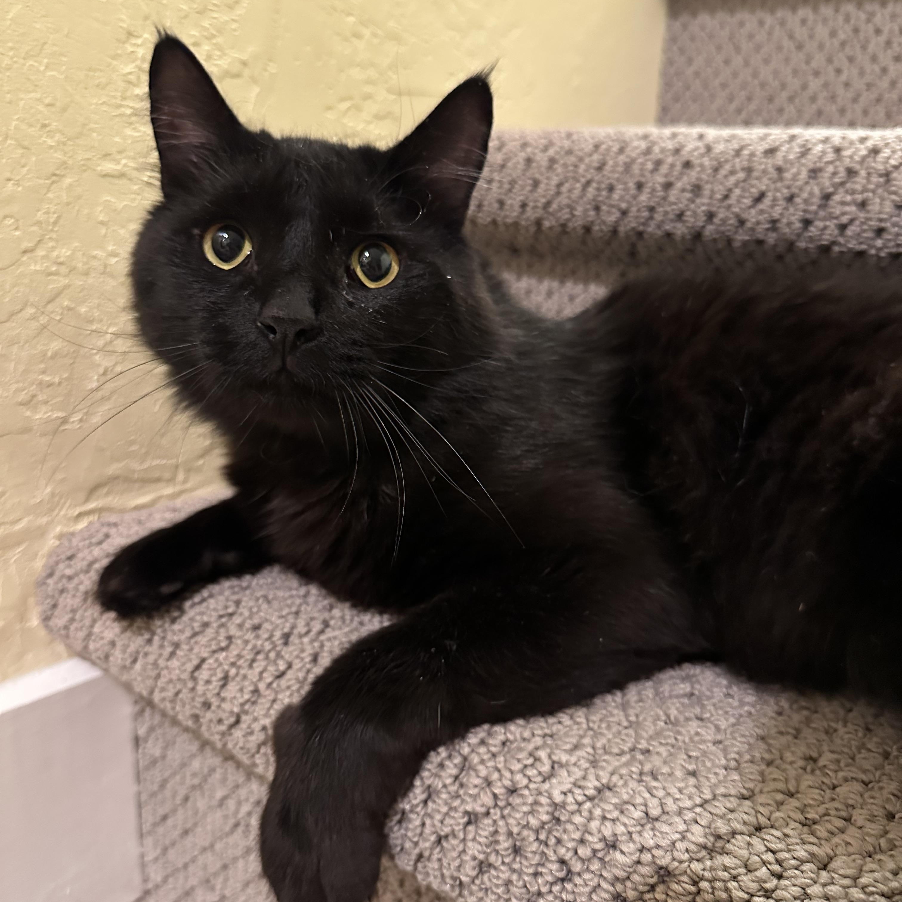 Simon, an adopted Domestic Medium Hair in Chandler, AZ image 3/6