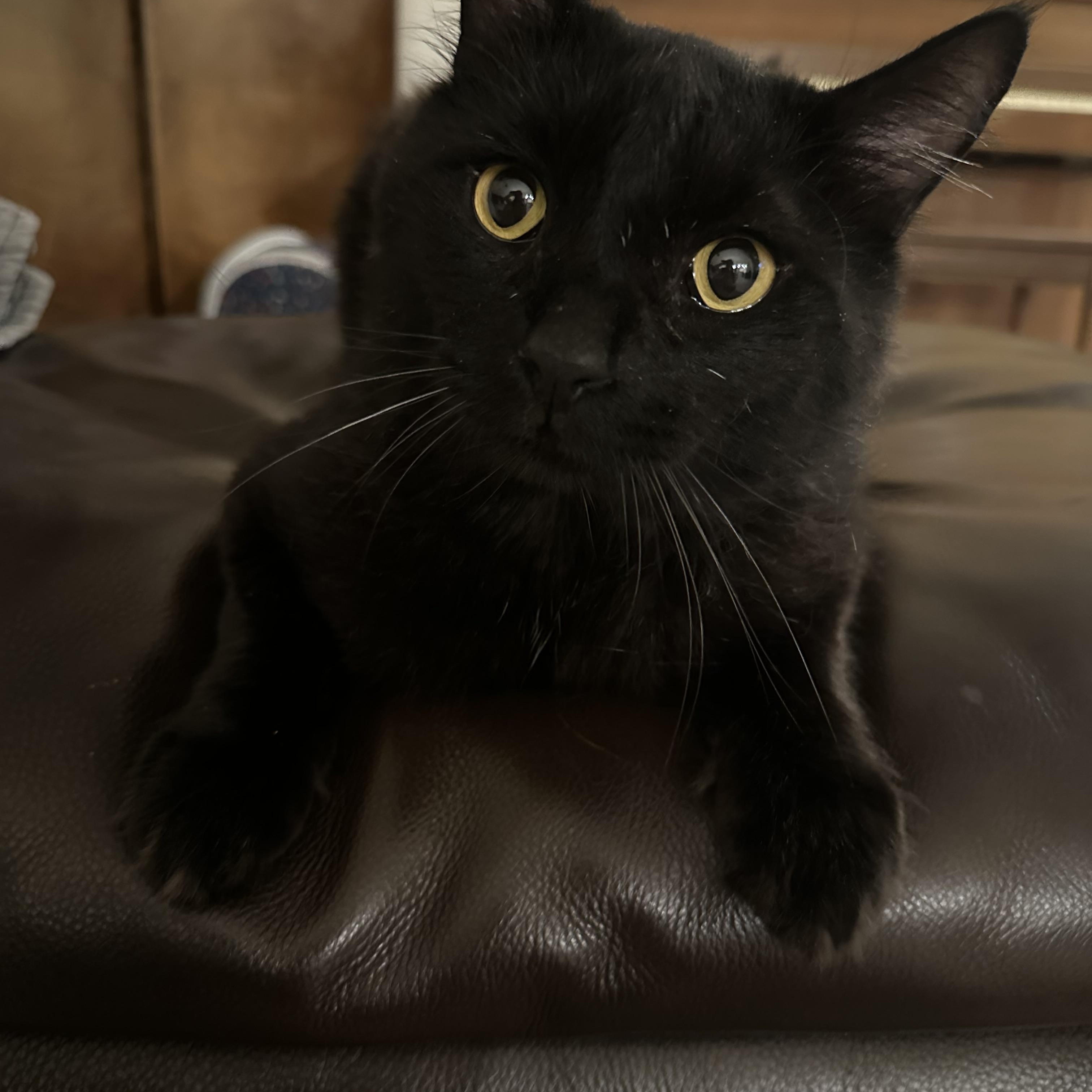 Simon, an adopted Domestic Medium Hair in Chandler, AZ image 5/6
