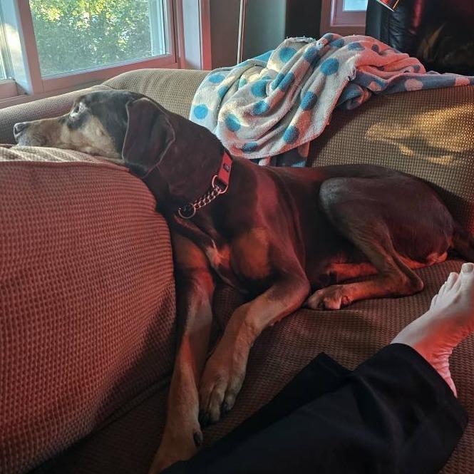 Woobie, Adoptable, Adult Male Coonhound & Mixed Breed.