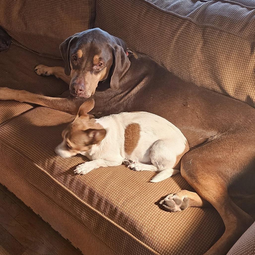 Woobie, a Adoptable mixed breed in Olathe, KS image 2/6