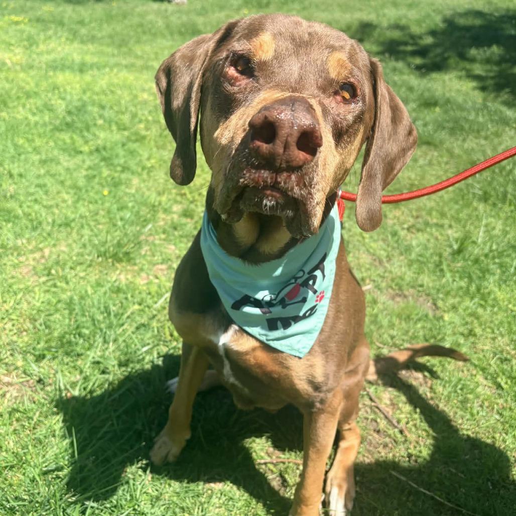 Enlarge Woobie, a Adoptable mixed breed in Olathe, KS image 3/6