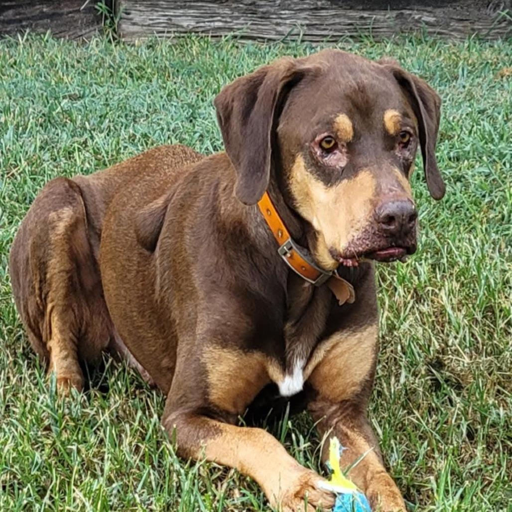 Woobie, a Adoptable mixed breed in Olathe, KS image 3/6