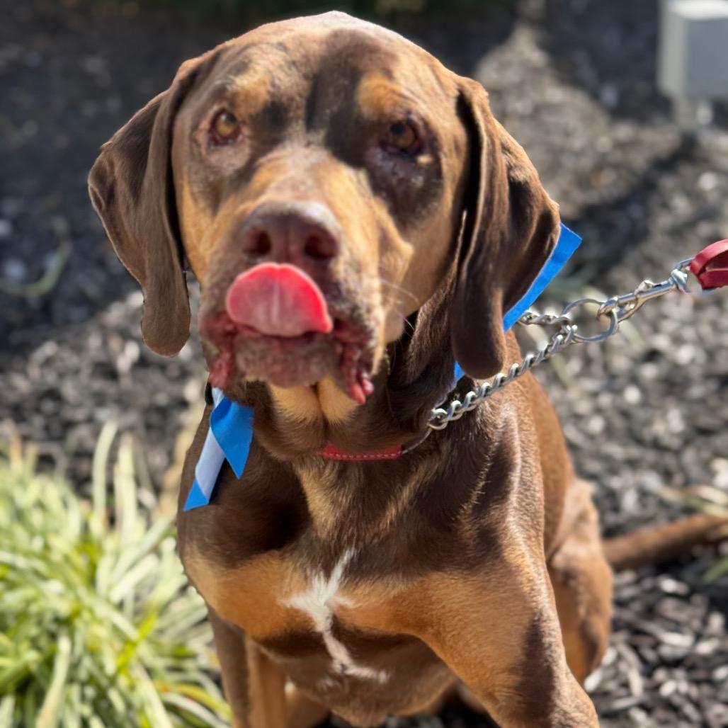 Woobie, a Adoptable mixed breed in Olathe, KS image 2/5