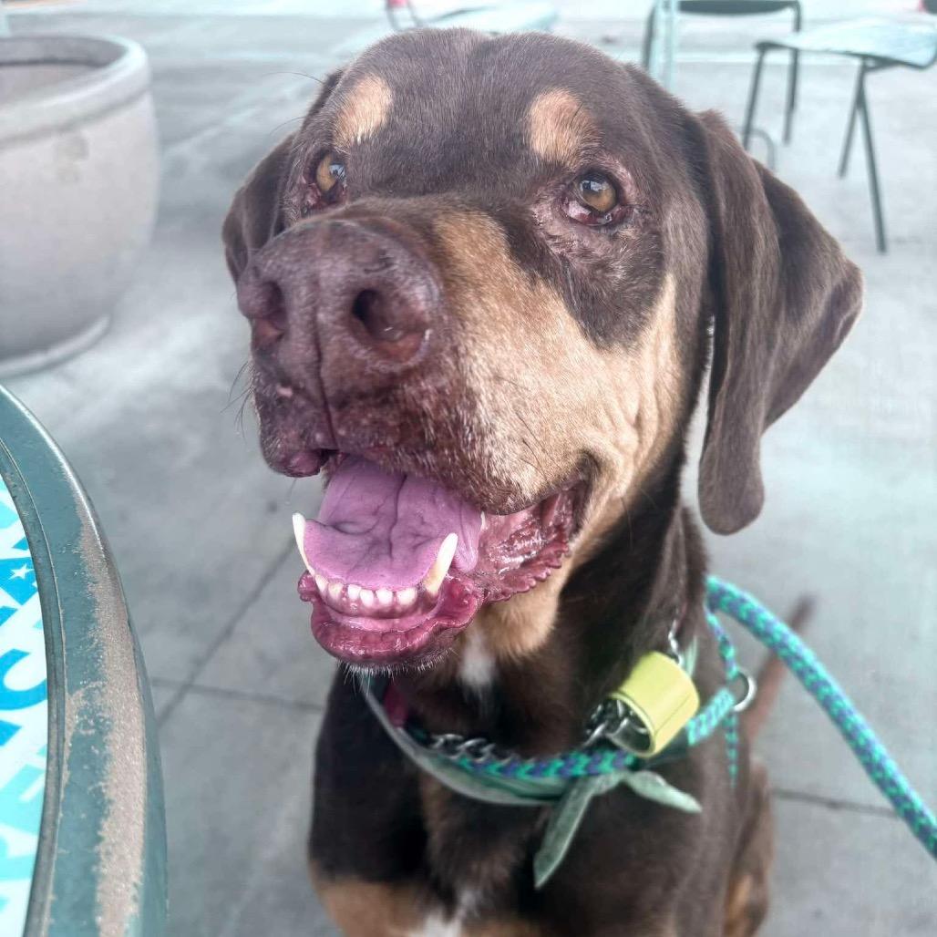 Woobie, a Adoptable mixed breed in Olathe, KS image 3/5