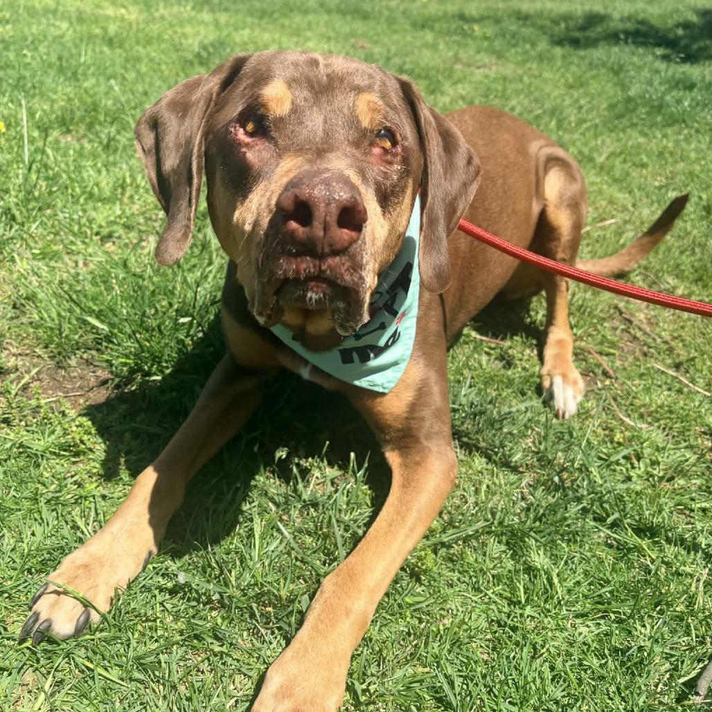 Woobie, a Adoptable mixed breed in Olathe, KS image 4/5