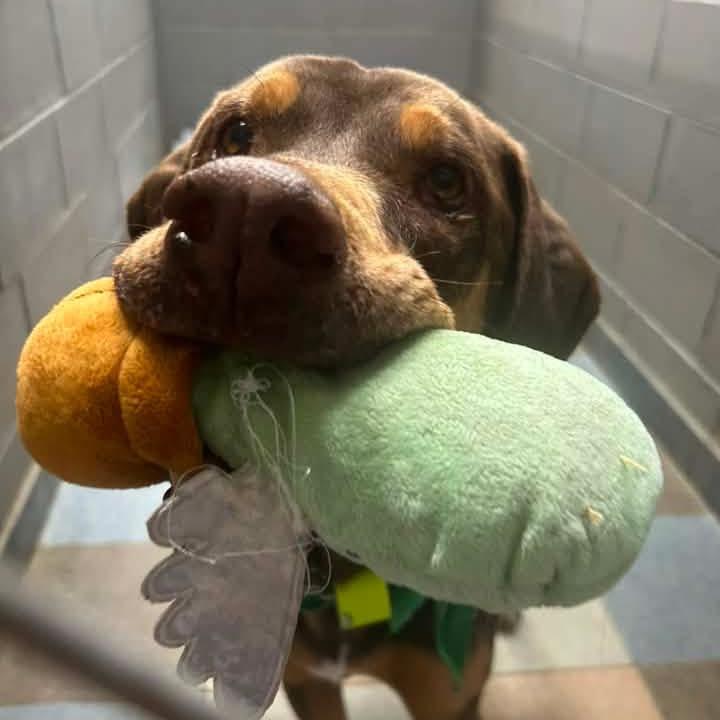 Enlarge Woobie, a Adoptable mixed breed in Olathe, KS image 4/5