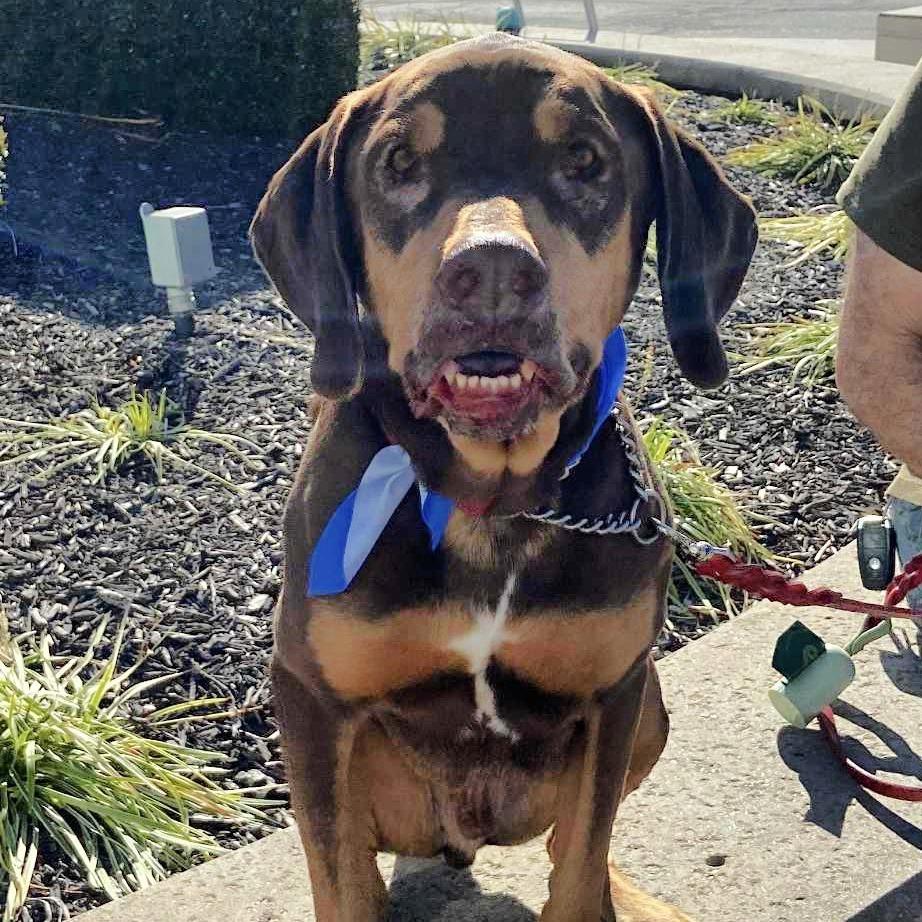 Woobie, a Adoptable mixed breed in Olathe, KS image 4/6