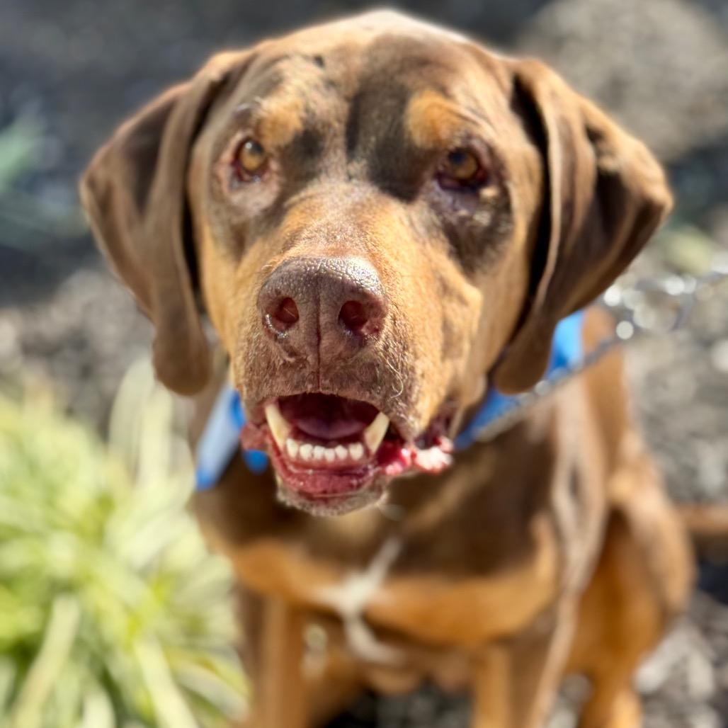 Woobie, a Adoptable mixed breed in Olathe, KS image 5/5