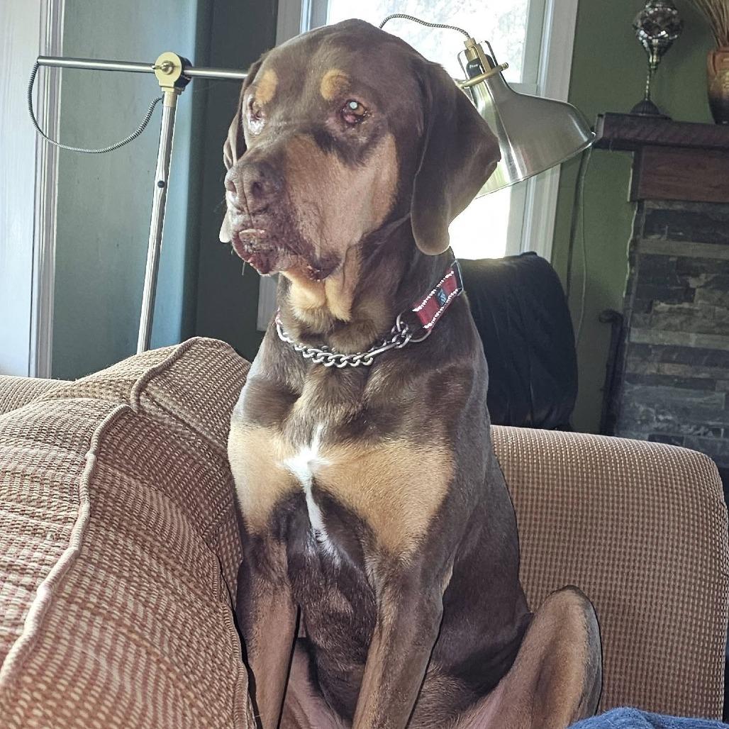 Woobie, a Adoptable mixed breed in Olathe, KS image 6/6