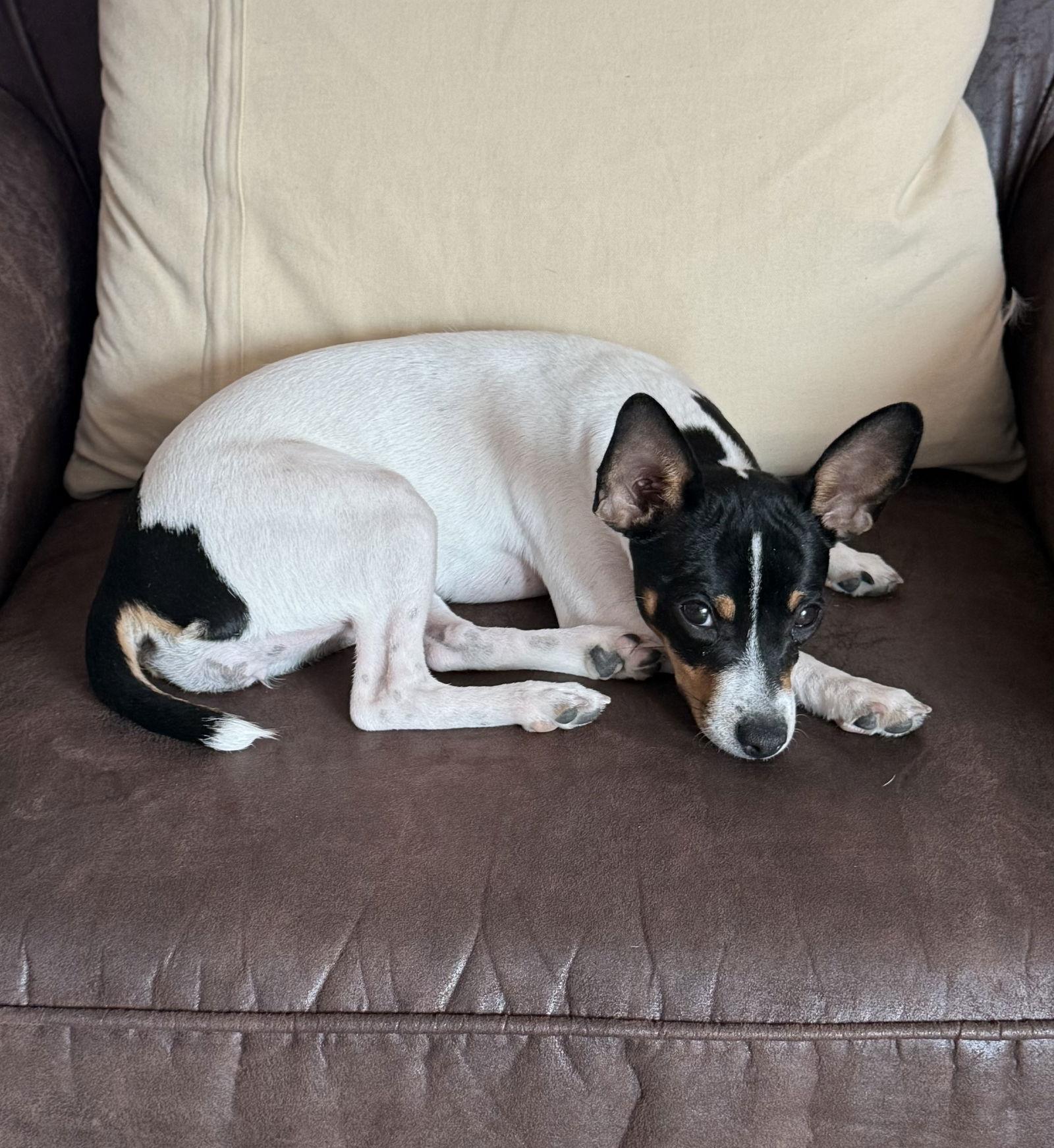 Pepper, Adopted, Young Female Rat Terrier.