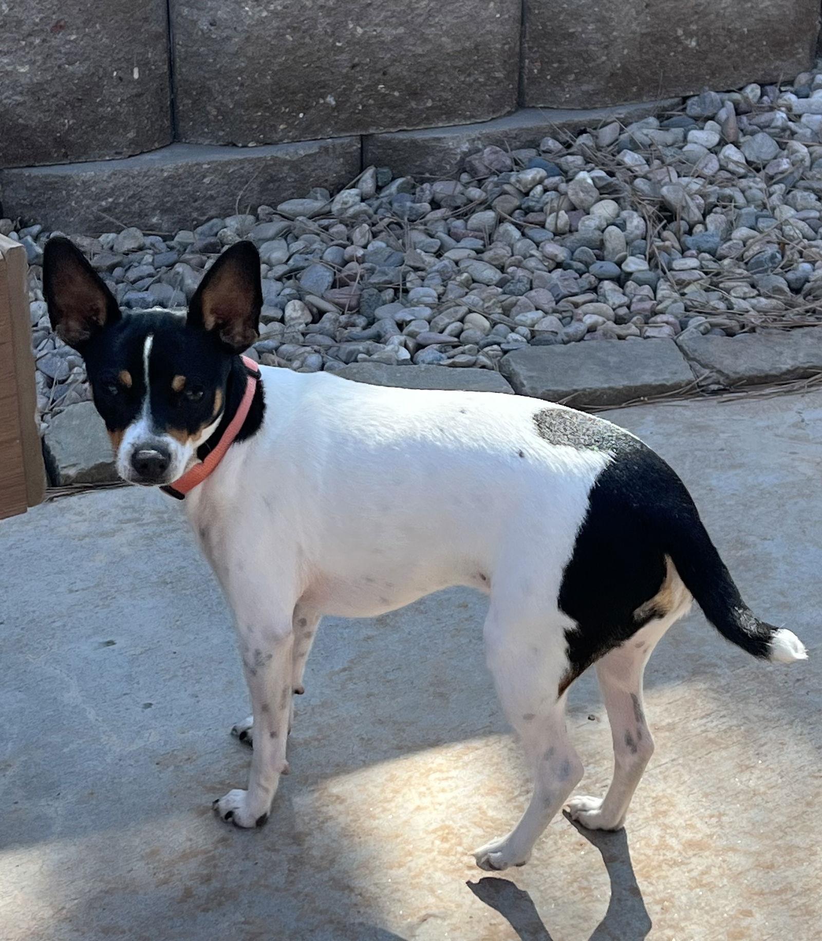 Enlarge Pepper, a Adopted Rat Terrier in Lincoln, NE image 2/2