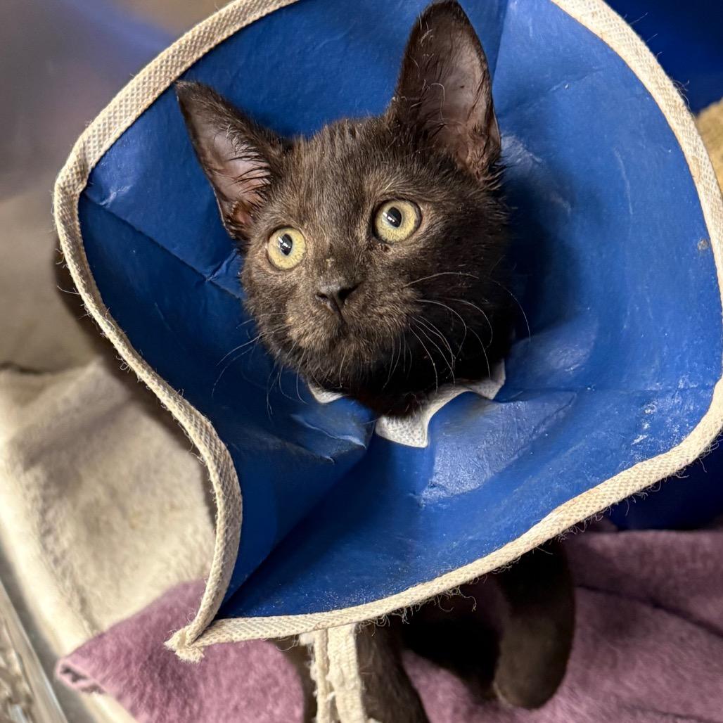 Furr-nch Toast, Adoptable, Kitten Female Domestic Short Hair.