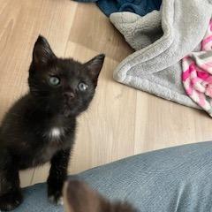 Enlarge Furr-nch Toast, a Adoptable Domestic Short Hair in Lake Panasoffkee, FL image 2/5