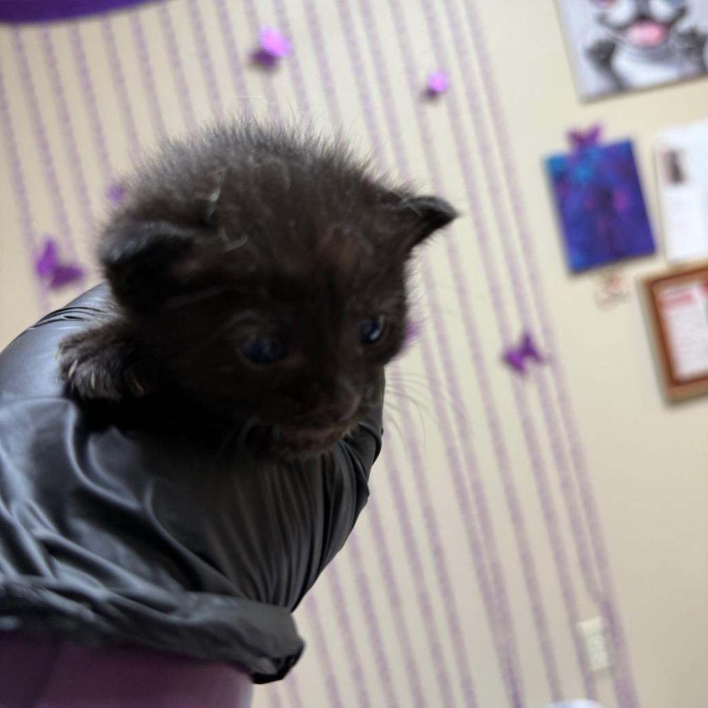Enlarge Furr-nch Toast, a Adoptable Domestic Short Hair in Lake Panasoffkee, FL image 3/5