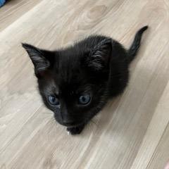 Enlarge Furr-nch Toast, a Adoptable Domestic Short Hair in Lake Panasoffkee, FL image 4/5