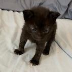 Enlarge Furr-nch Toast, a Adoptable Domestic Short Hair in Lake Panasoffkee, FL image 5/5