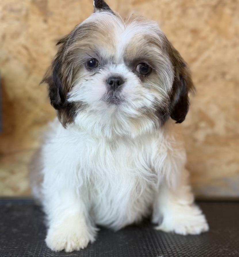 Ravioli, adopted, Puppy Male Shih Tzu.