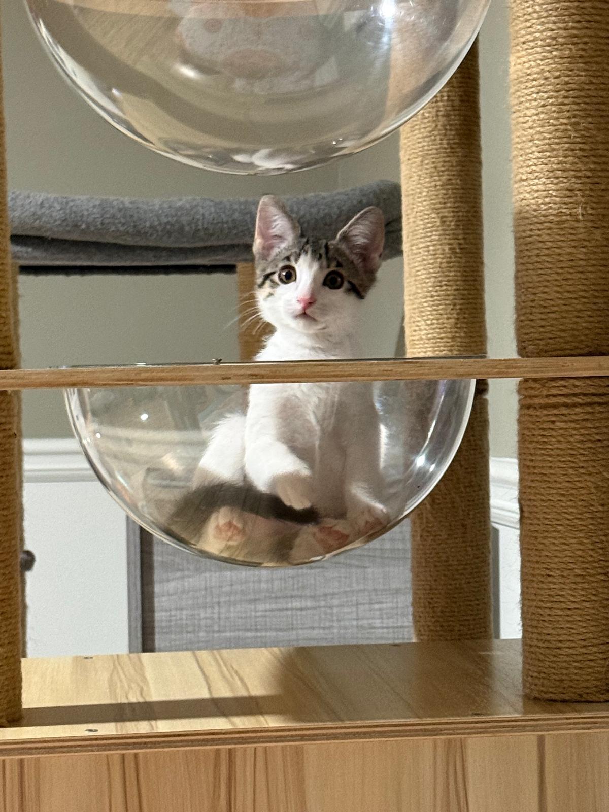 Enlarge Tay(berry), an adopted Domestic Short Hair in Sandy Springs, GA image 4/6