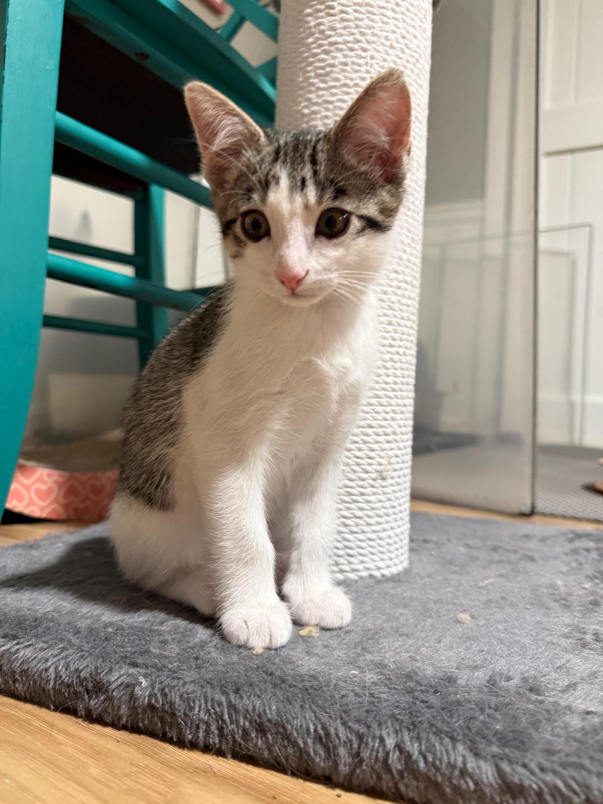 Tay(berry), adopted, Kitten Female Domestic Short Hair.
